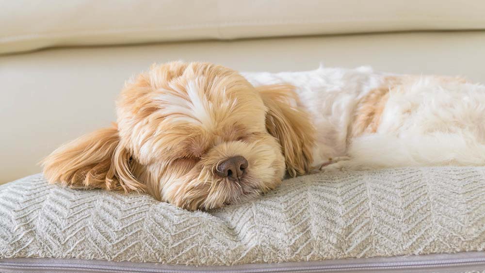 Dogs and cheap air conditioning