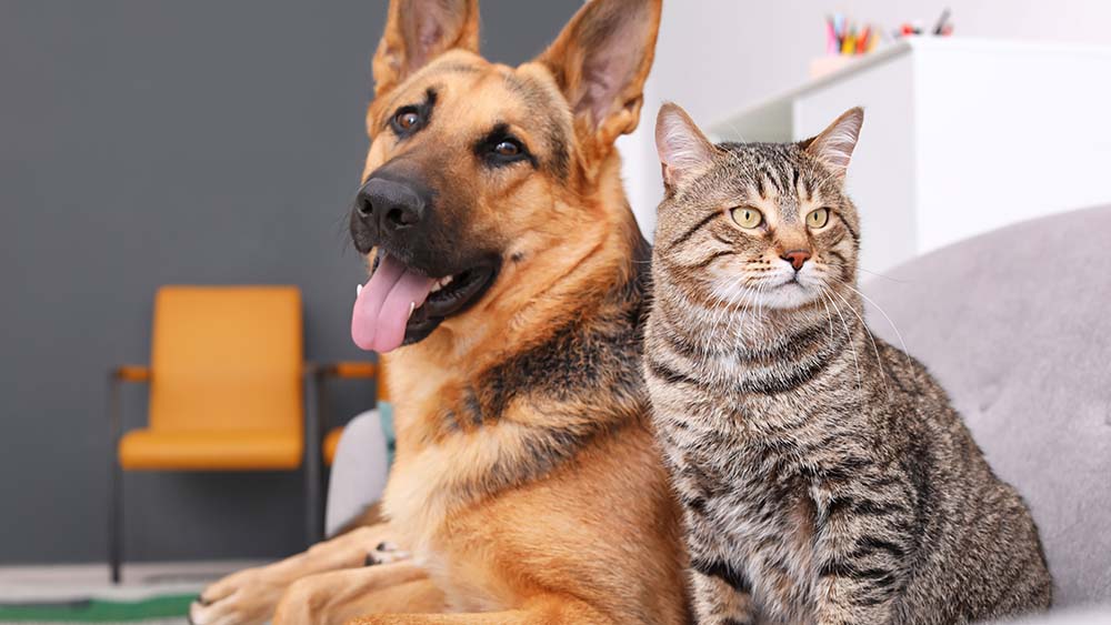 How to Safely Take a Dog or Cat's Temperature at Home