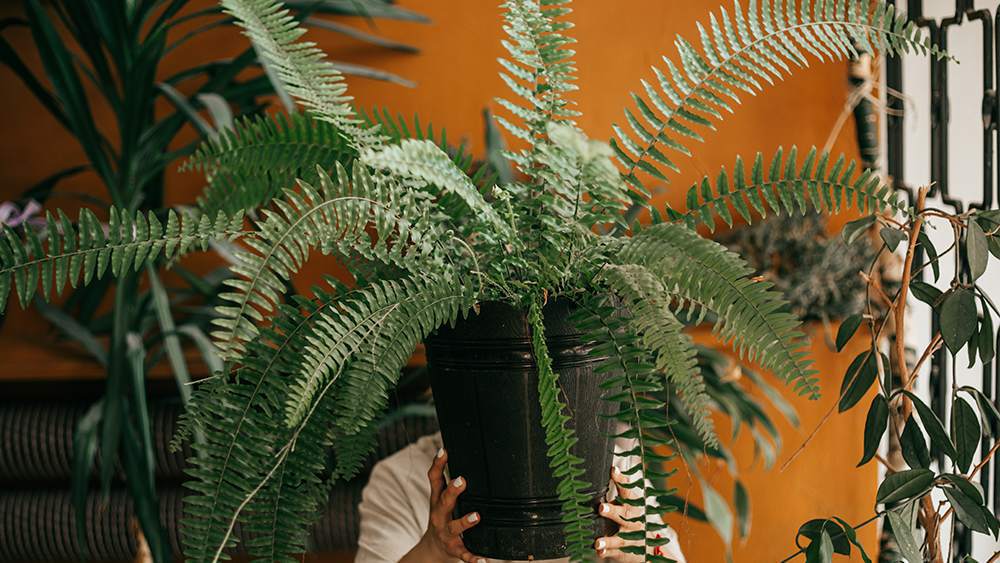 8 Indoor Plants That Absorb Humidity 