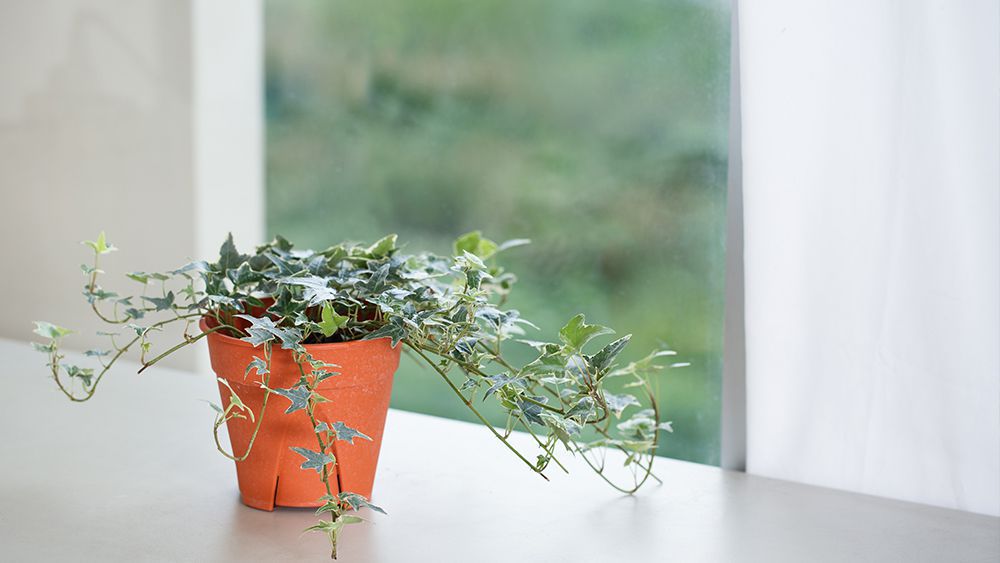 12 Bathroom Plants That Absorb Moisture / Indoor Plants That Absorb Humidity  / Houseplants 