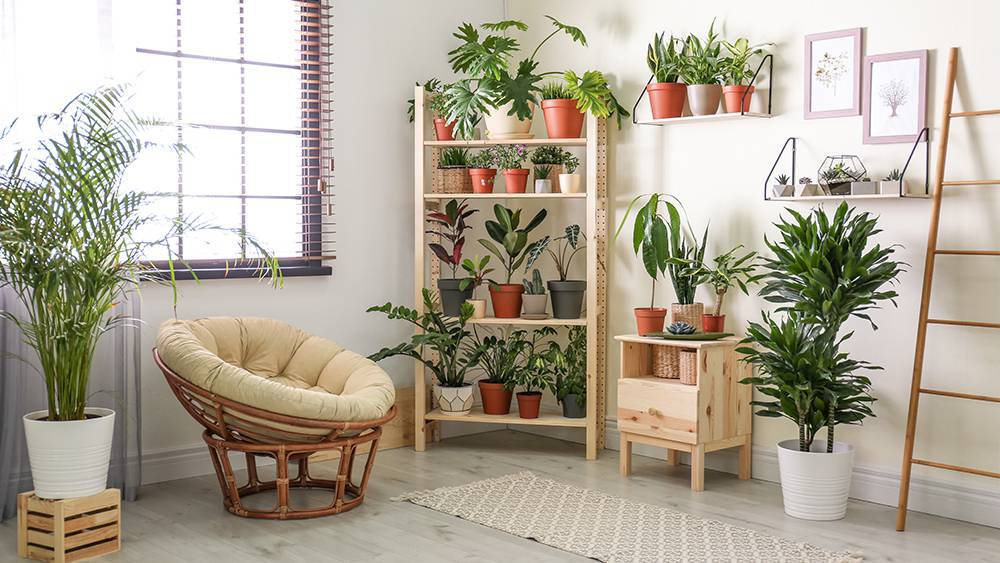 Houseplants decorated in a plant room