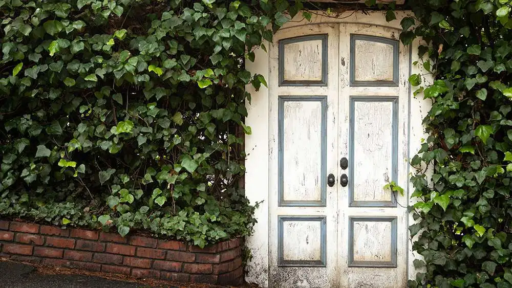 Landscaping to cool a room with no windows