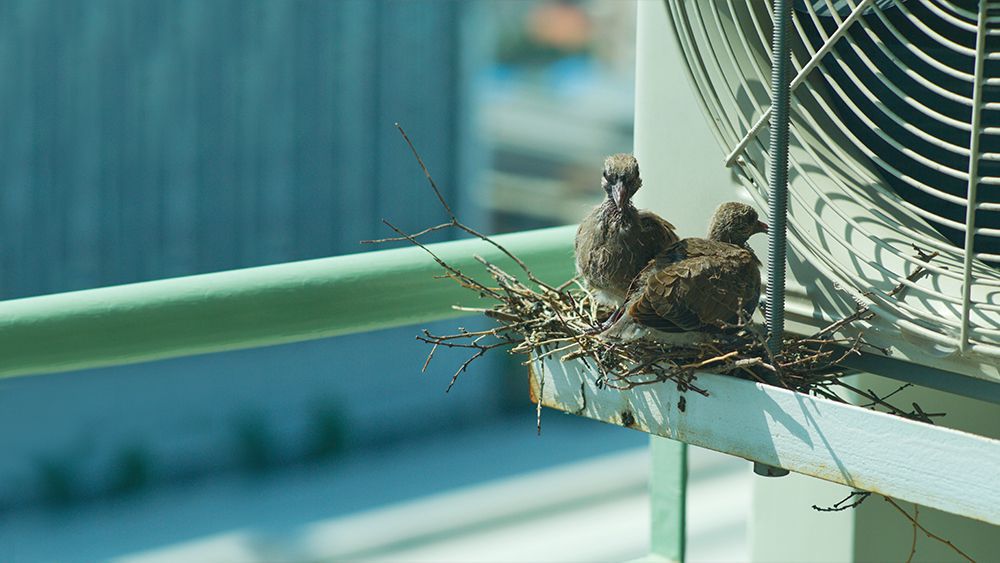 What Keeps Birds From Building Nests