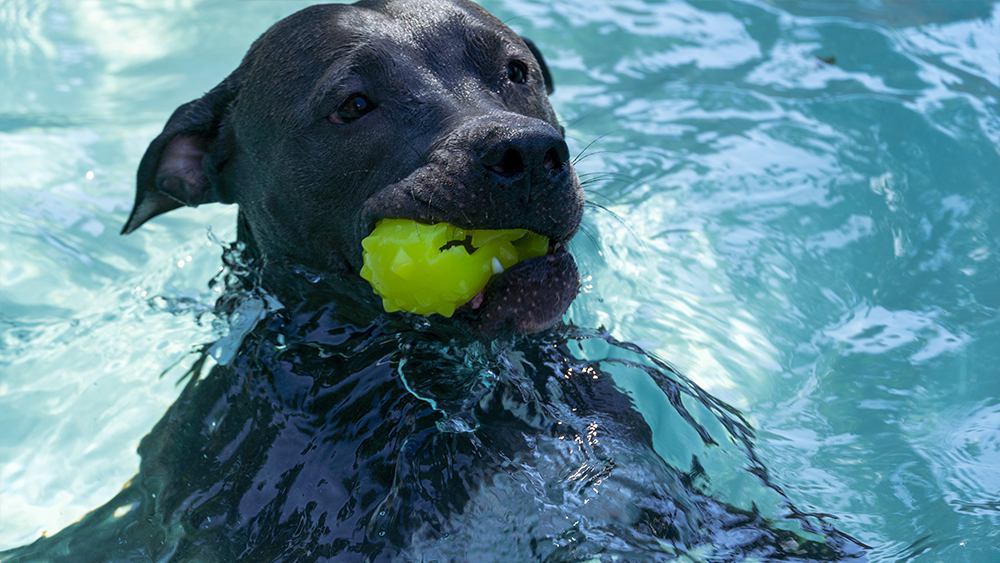 what temp is too cold for dogs to swim