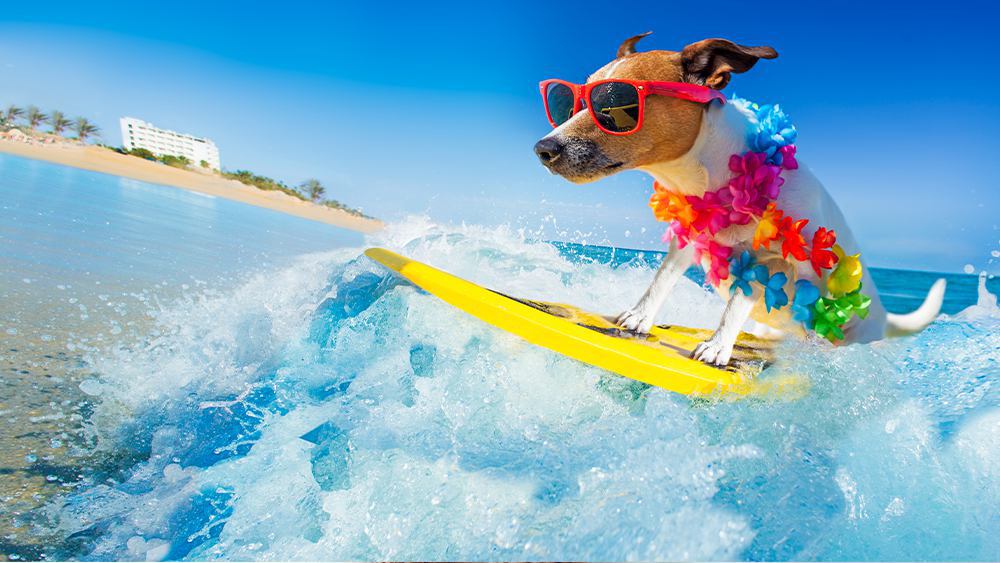 Dog surfing - how to keeps dog cool in summer