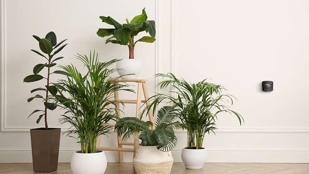 8 Humidity-Absorbing Houseplants That Reduce Moisture Naturally
