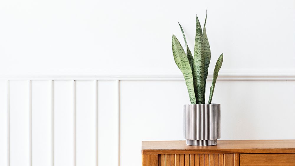 Mother in law tongue - snake plant
