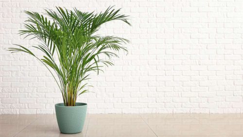 21 Best Air-Purifying Plants for Better Health & Indoor Air Quality