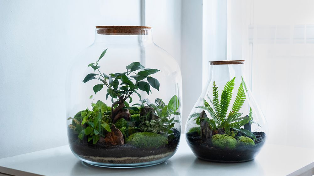 How to Increase Humidity in a Terrarium 