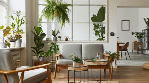 Indoor humidity loving plants