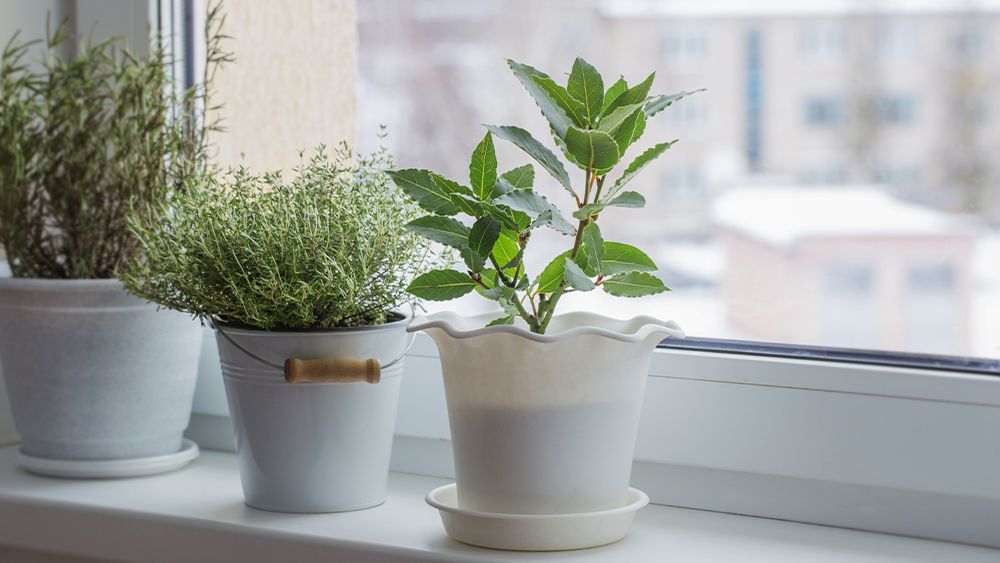 https://www.cielowigle.com/wp-content/uploads/2021/09/plants-on-windowsill.jpg