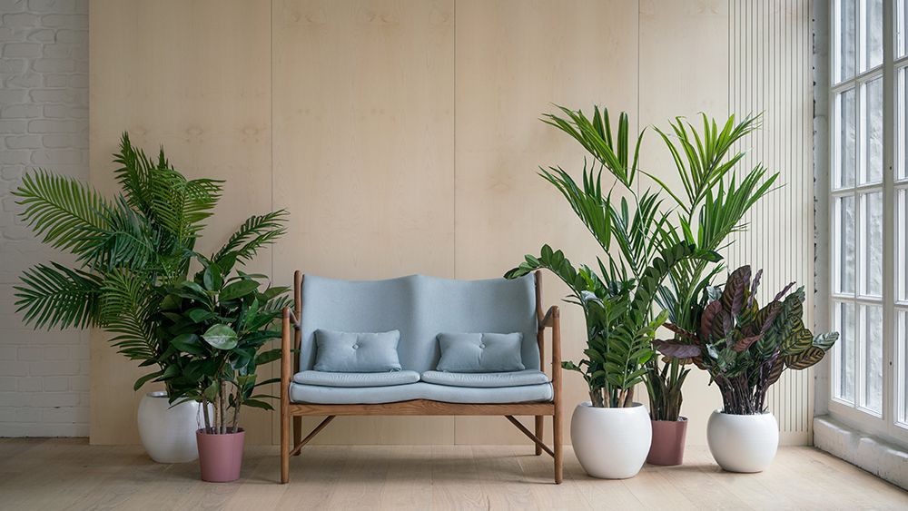 How temperature effects houseplants