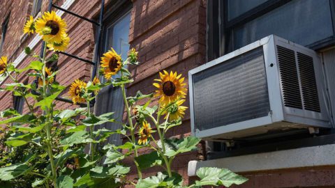 Window air conditioner surrounded by sunflowers