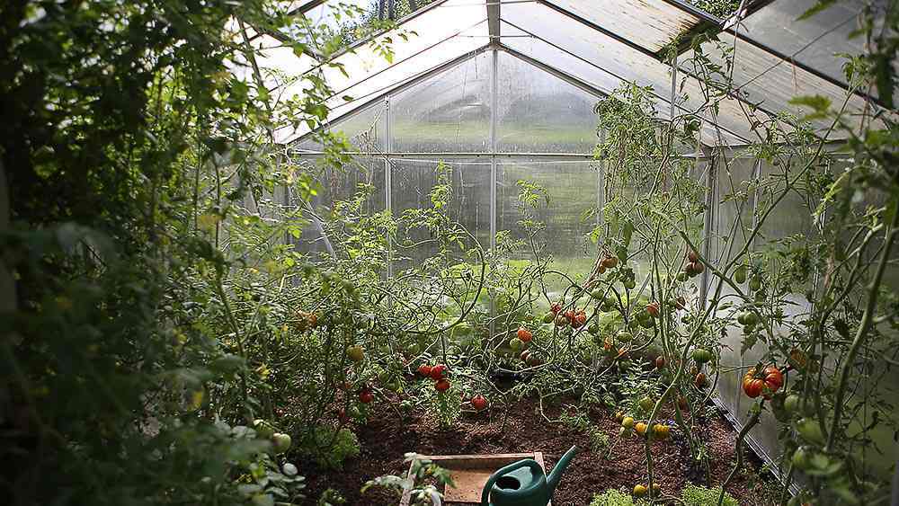 How to Maintain Greenhouse Temperature  