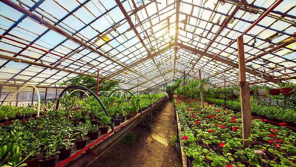 Different types of plants in a greenhouse