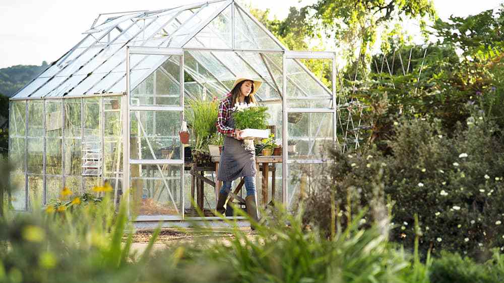 A woman working in a greenhouse